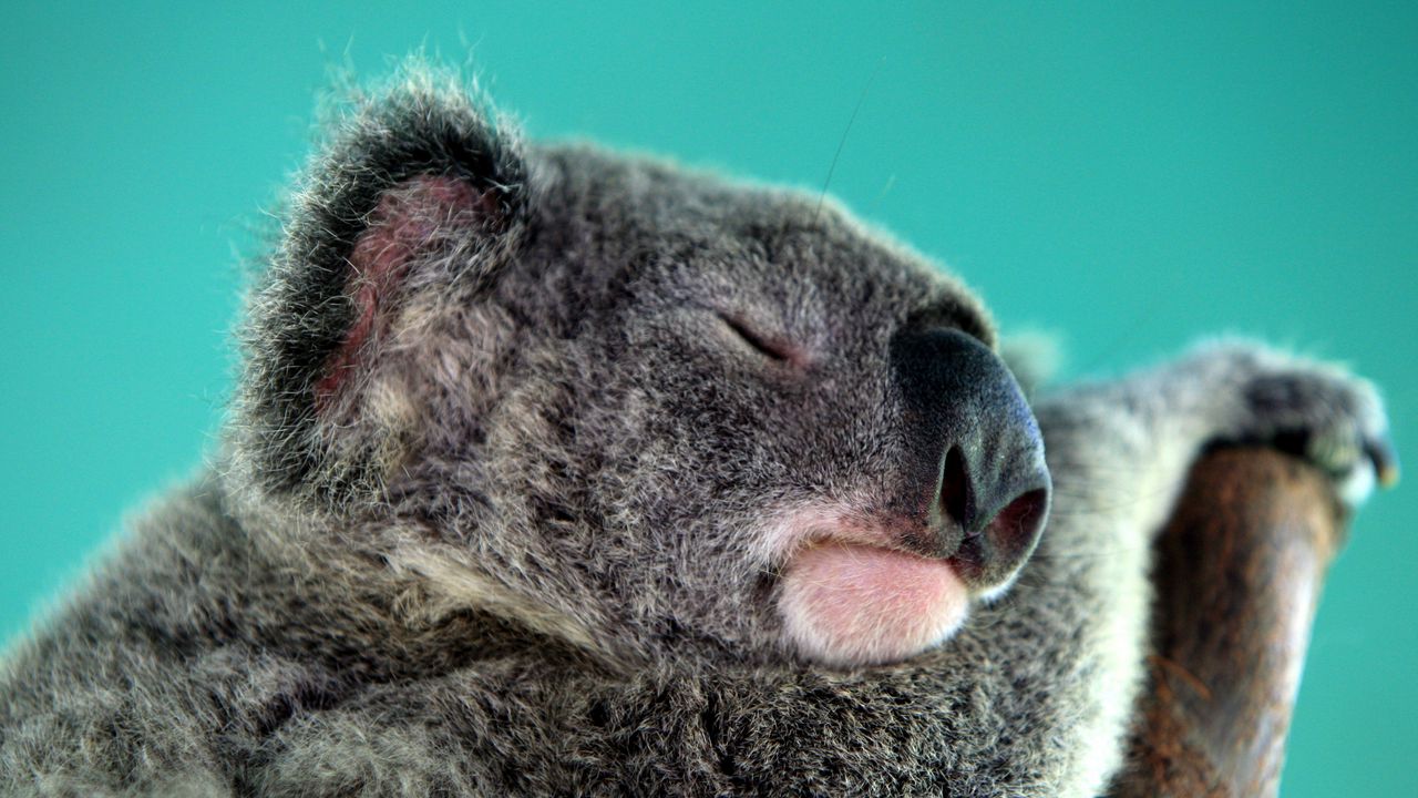 Обои коала, сон, морда