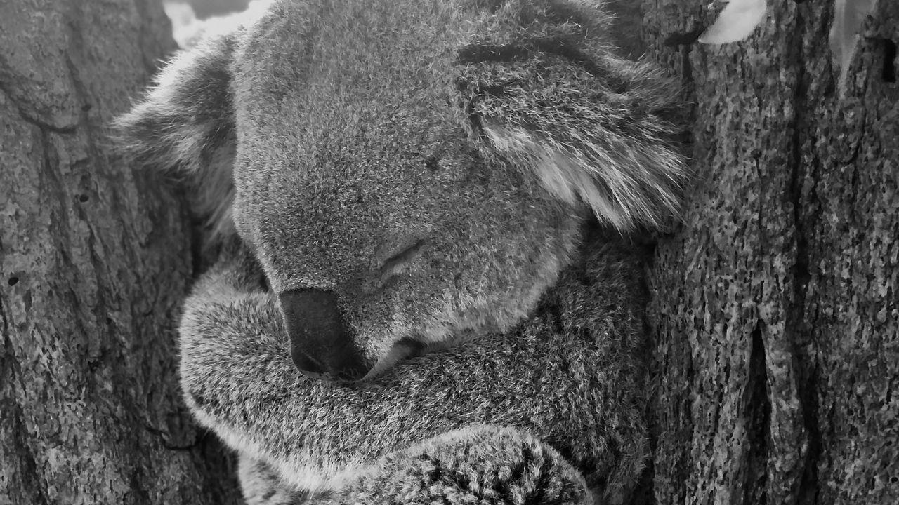 Обои коала, сон, животное, серый, чб