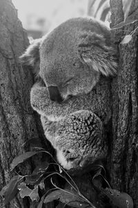 Превью обои коала, сон, животное, серый, чб