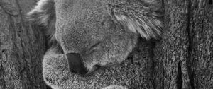 Превью обои коала, сон, животное, серый, чб