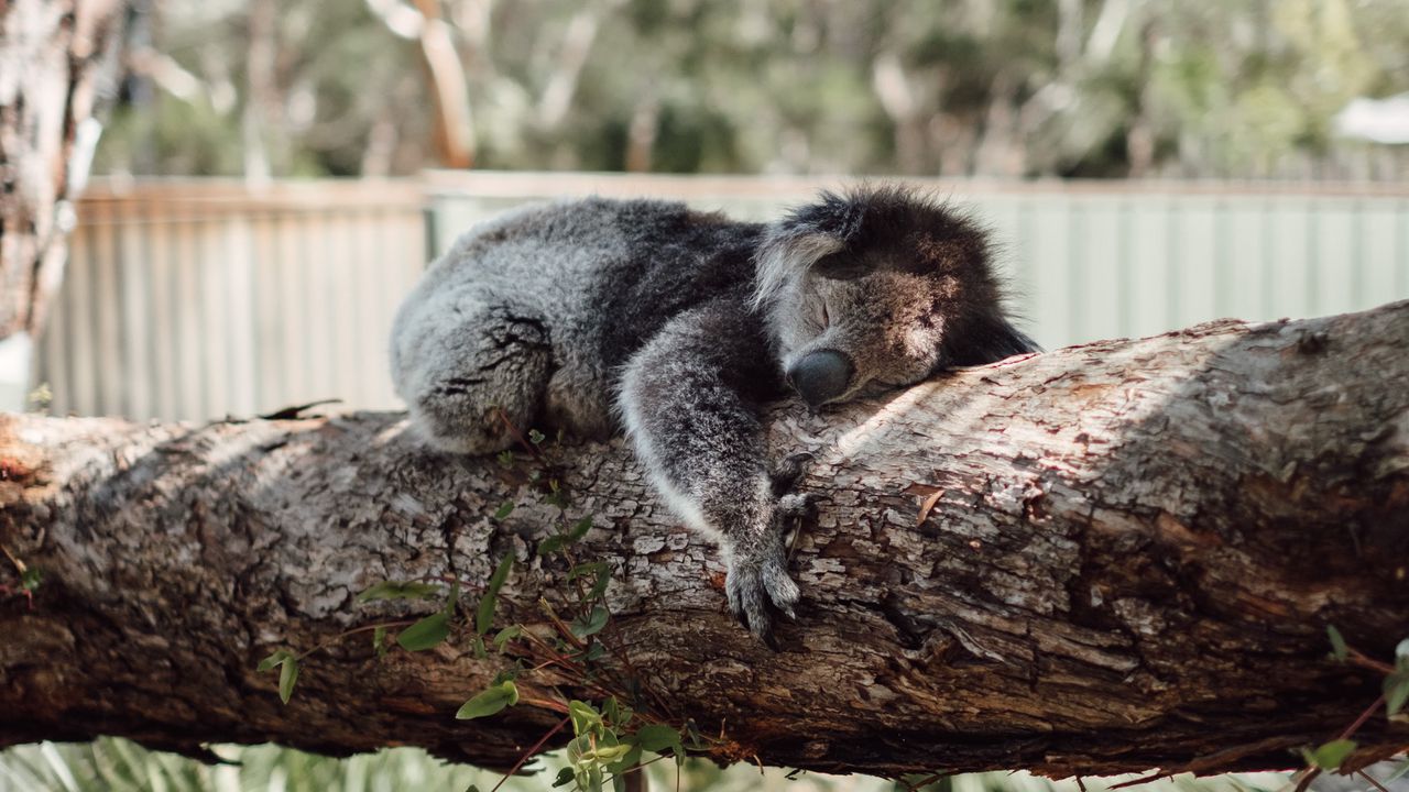 Обои коала, спит, дерево, животное