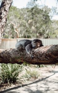 Превью обои коала, спит, дерево, животное
