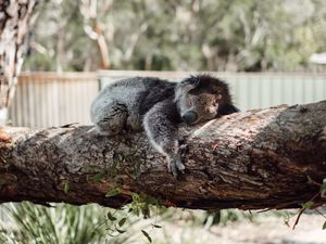 Превью обои коала, спит, дерево, животное