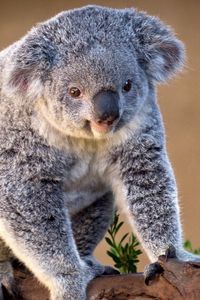 Превью обои коала, ветка, сидеть, очаровательный