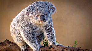 Превью обои коала, ветка, сидеть, очаровательный