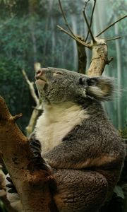 Превью обои коала, ветка, сидеть