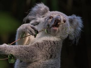 Превью обои коала, ветка, зверек