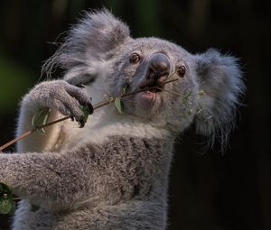 Превью обои коала, ветка, зверек