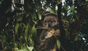 Превью обои коала, ветки, листья, дикая природа