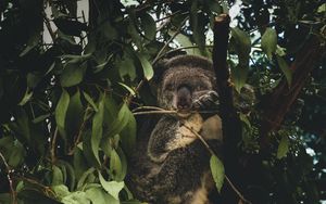 Превью обои коала, ветки, листья, дикая природа
