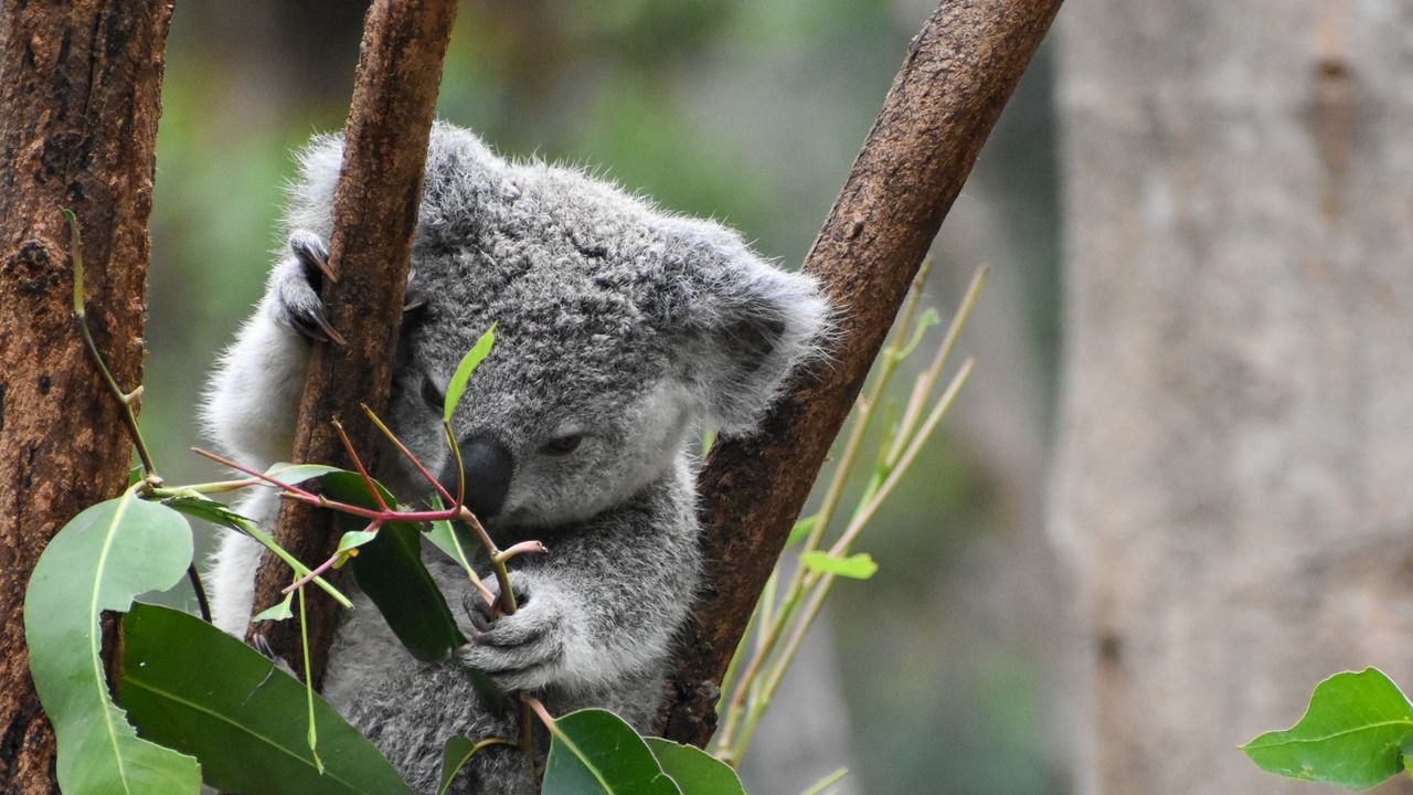 Обои коала, забавный, животный, ветки, листья