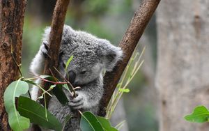 Превью обои коала, забавный, животный, ветки, листья