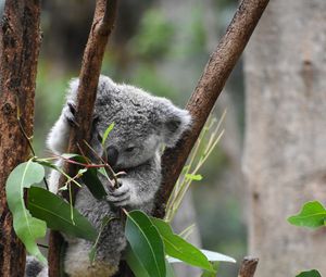 Превью обои коала, забавный, животный, ветки, листья