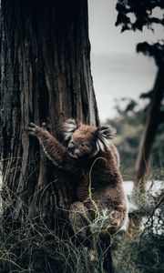 Превью обои коала, животное, дерево, трава