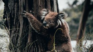 Превью обои коала, животное, дерево, трава