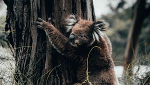 Превью обои коала, животное, дерево, трава