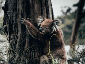 Превью обои коала, животное, дерево, трава