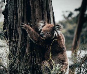 Превью обои коала, животное, дерево, трава