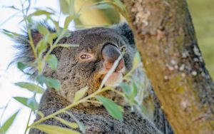 Превью обои коала, животное, дерево, ветки
