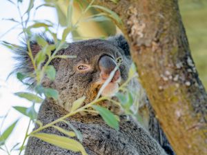 Превью обои коала, животное, дерево, ветки
