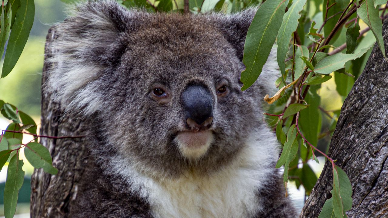 Обои коала, животное, дерево, листья