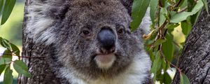 Превью обои коала, животное, дерево, листья