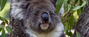 Превью обои коала, животное, дерево, листья