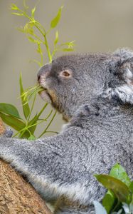 Превью обои коала, животное, дерево, листья, дикая природа