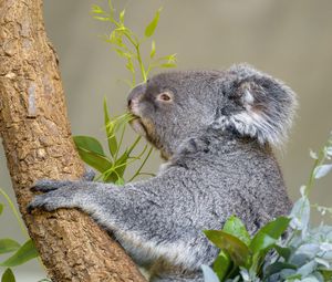 Превью обои коала, животное, дерево, листья, дикая природа