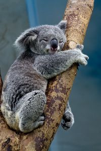 Превью обои коала, животное, дерево, дикая природа