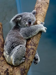 Превью обои коала, животное, дерево, дикая природа