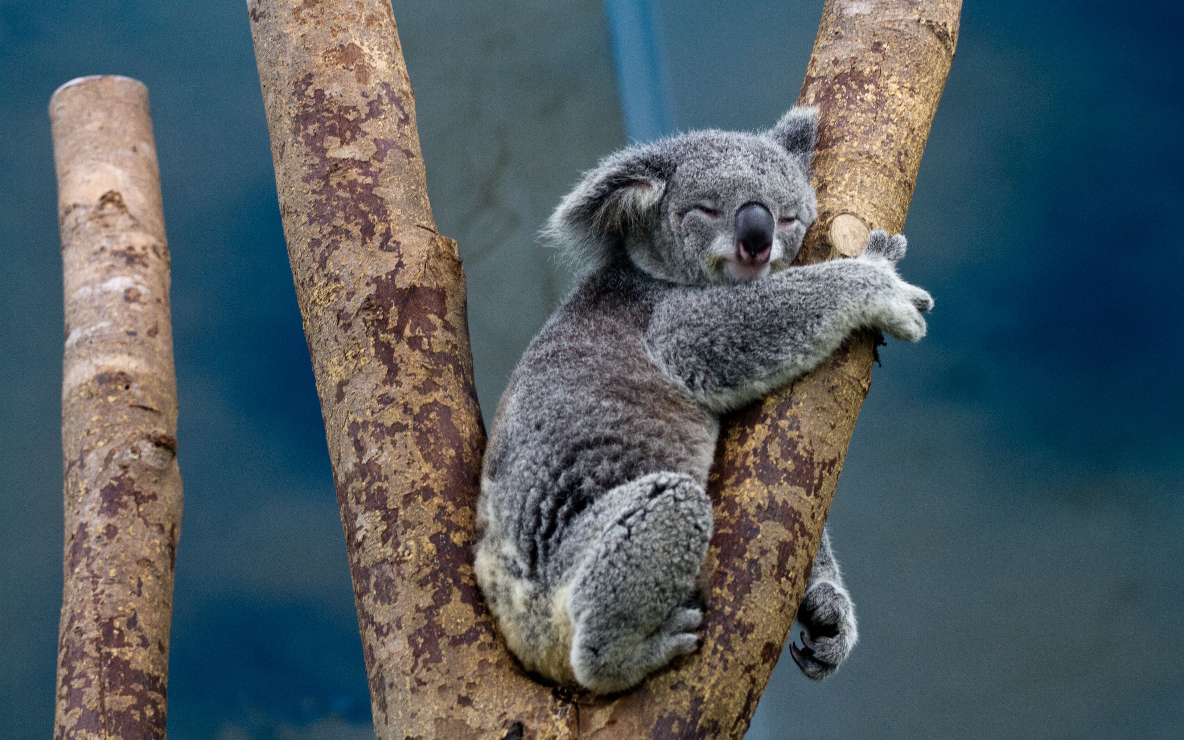 Коала стоя. Животные Австралии коала. Коала на бамбуке. 2 В 1. Медведь коала.