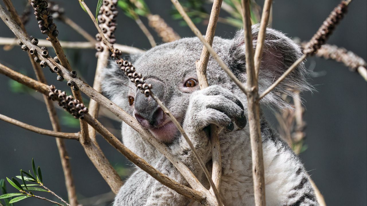 Обои коала, животное, дерево, ветки, дикая природа