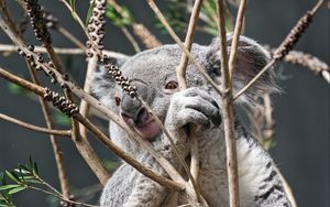 Превью обои коала, животное, дерево, ветки, дикая природа