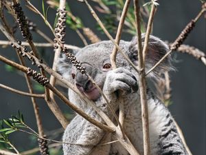 Превью обои коала, животное, дерево, ветки, дикая природа