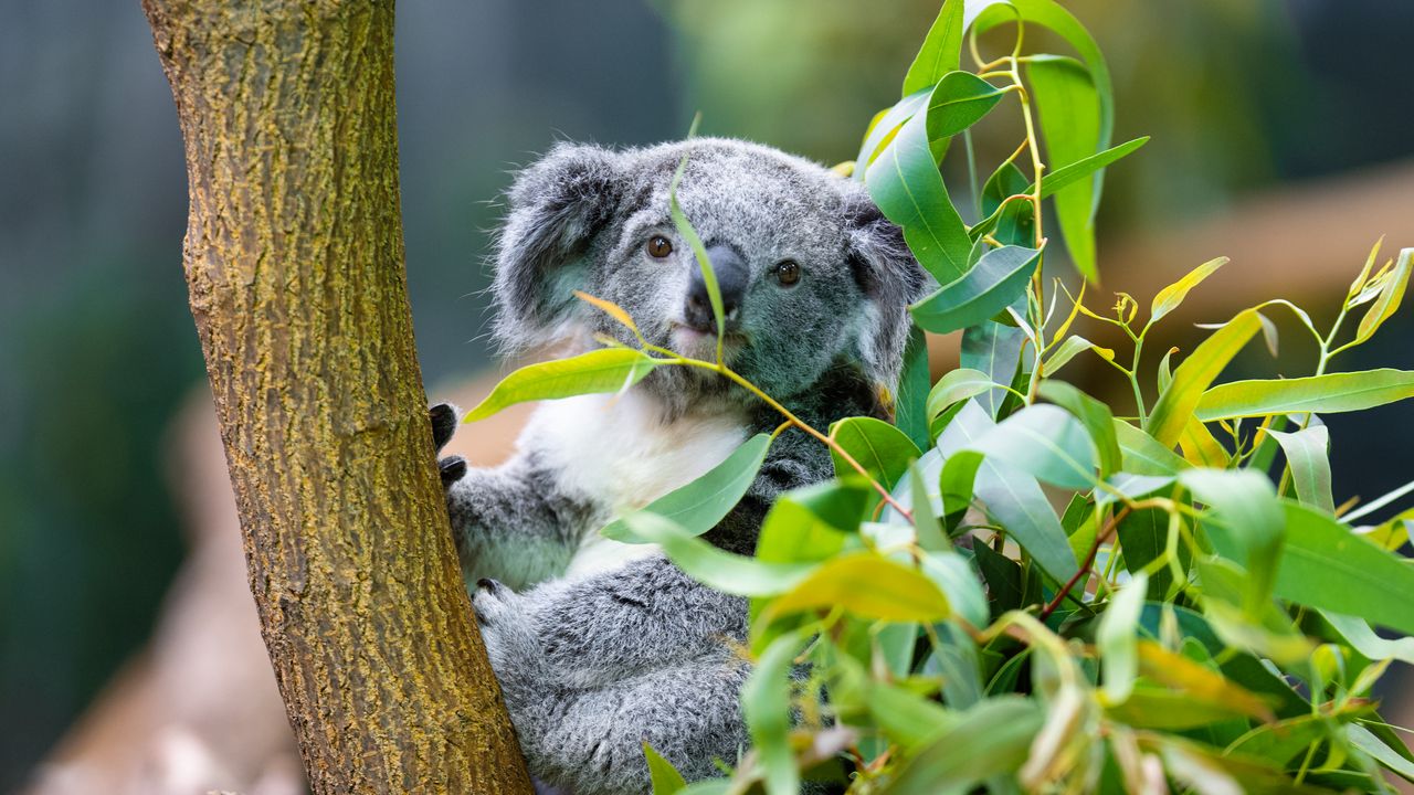 Обои коала, животное, эвкалипт, дикая природа