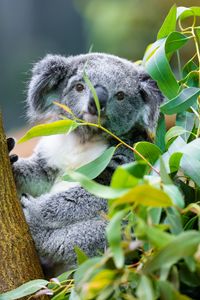 Превью обои коала, животное, эвкалипт, дикая природа