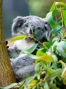 Превью обои коала, животное, эвкалипт, дикая природа