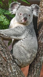 Превью обои коала, животное, кора, дерево