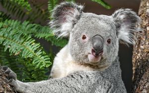Превью обои коала, животное, кора, дерево