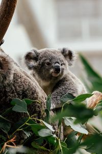 Превью обои коала, животное, милый, дерево