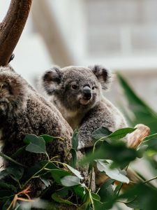 Превью обои коала, животное, милый, дерево