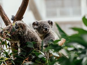 Превью обои коала, животное, милый, дерево