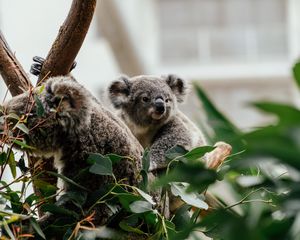 Превью обои коала, животное, милый, дерево