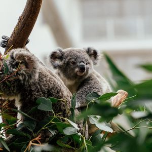 Превью обои коала, животное, милый, дерево