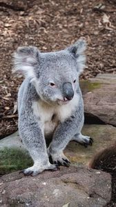 Превью обои коала, животное, морда, забавный, камни