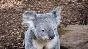 Превью обои коала, животное, морда, забавный, камни