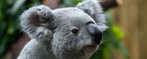 Превью обои коала, животное, размытие
