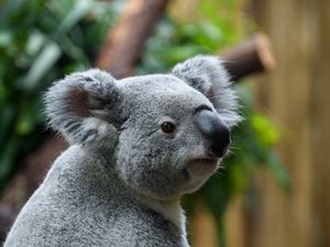 Превью обои коала, животное, размытие