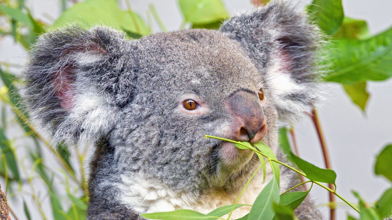 Обои коала, животное, серый, ветки